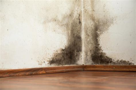 Black Mold Exposure: Symptoms, Prevention, and Remedies - Origin Of Idea