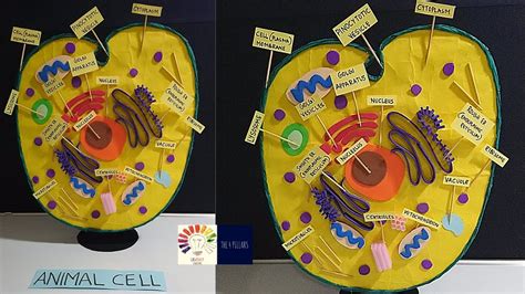 Animal Cell Model Project For School