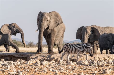 Safari en Etosha National Park | Jose Maria Piasentini