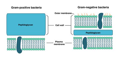 Describe the Cell Wall of Bacteria