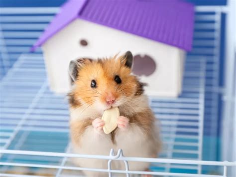 Can Hamsters Eat Sunflower Seeds: Nutrition Value and Feeding Tips ...