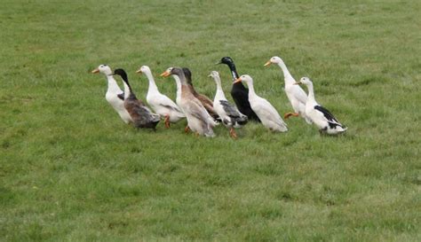 Indian Runner Ducks: Personality, Appearance, and Care Tips - Know Your ...