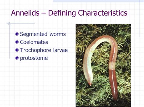 Annelida Characteristics