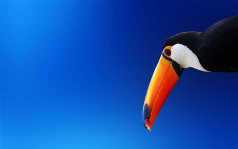 Toucan Pictures & Wallpapers • TrumpWallpapers