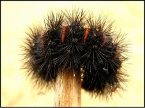 Black Fuzzy Caterpillar: The Giant Leopard Moth Caterpillar - Owlcation