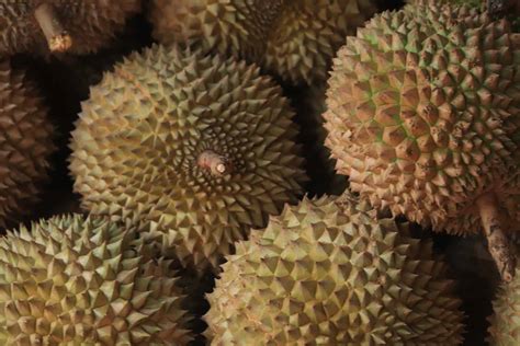 Durian Fruit is in a Class of Its Own