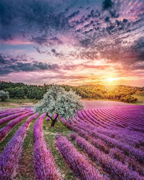 Sunset over Lavender fields | Lavender fields, Nature photography ...