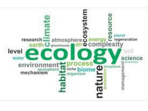 Holism - politics political ideologies ecology | Teaching Resources