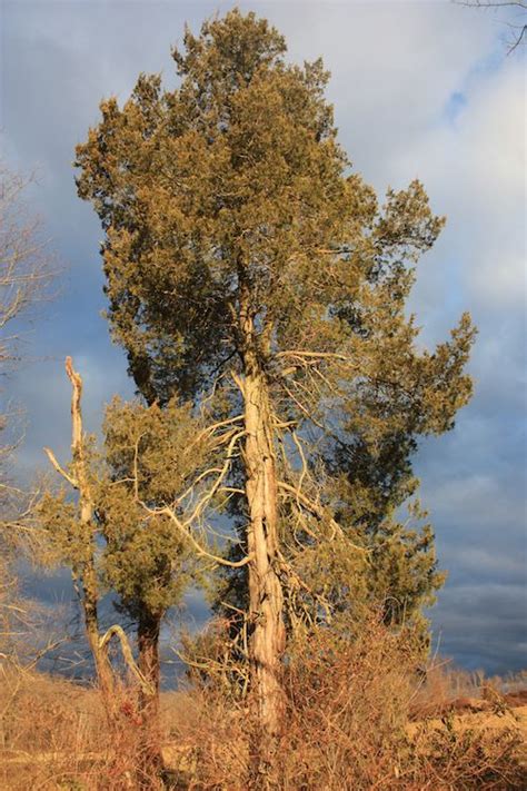 Crow's Nest: Eastern red cedars in our forest - Natural Lands