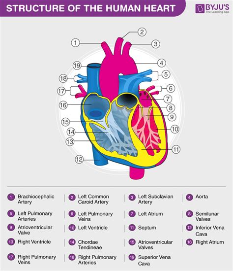 Human Heart - Anatomy, Functions and Facts about Heart