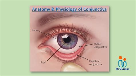 Anatomy & Physiology of Conjunctiva - YouTube