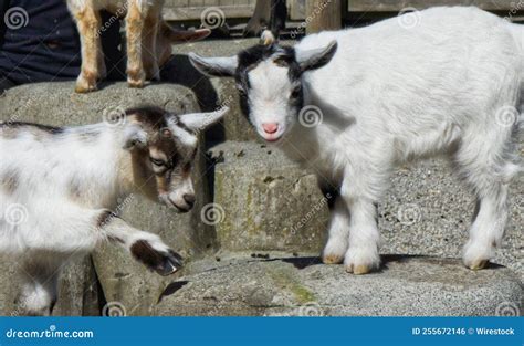 View of Cute Goat Kids Playing on the Farm on a Sunny Day Stock Photo ...