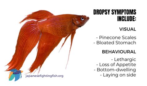 Dropsy in Betta Fish: How to Treat & Cure Bloated Symptoms