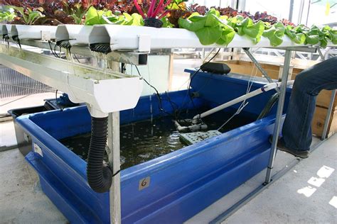 Aquaponik – Wikipedia | Aquaponics system, Hydrokultur, Hydrokultur garten