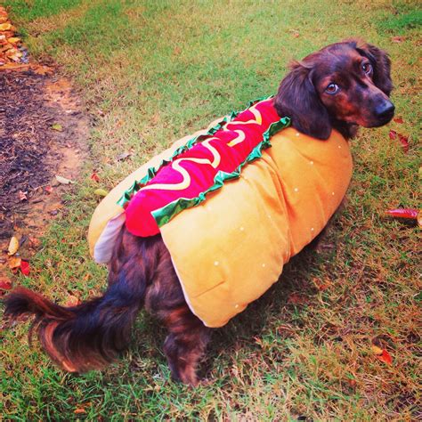 Dachshund hot dog Halloween costume