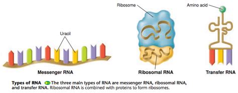 My Scientific Blog - Research and Articles: RNA Structure and Functions