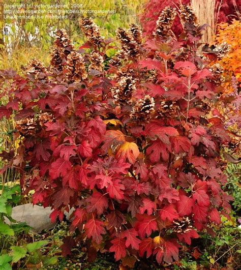 Full size picture of Oakleaf Hydrangea 'Snow Queen' (Hydrangea ...