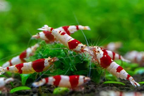 Crystal Red Shrimp (Caridina Cantonensis Var. 'Crystal Red') Care Sheet