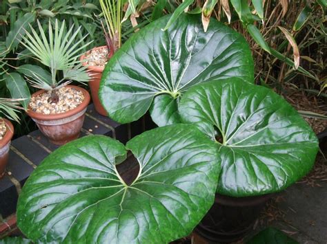 Alternative Eden Exotic Garden: Farfugium Collection