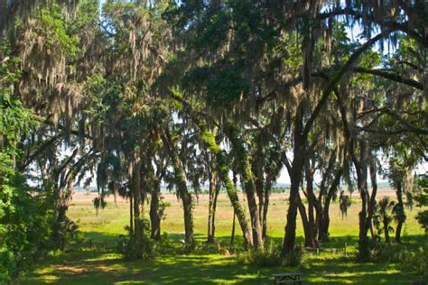 Paynes Prairie Preserve State Park | Florida Hikes!