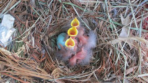 Baby birds in Nest Free Photo Download | FreeImages