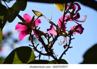 102 Pata De Vaca Plant Images, Stock Photos & Vectors | Shutterstock