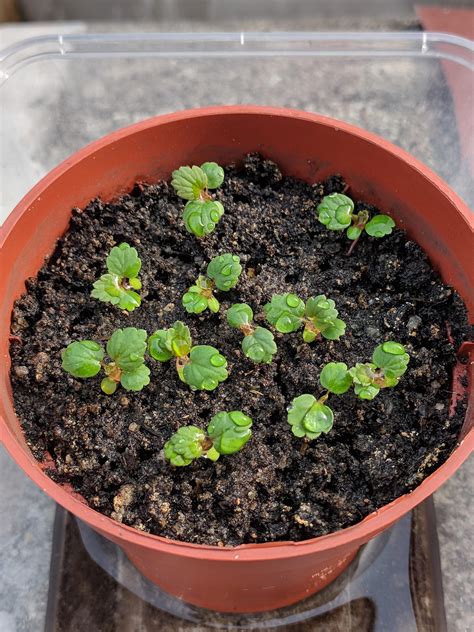 What Do Strawberry Seedlings Look Like