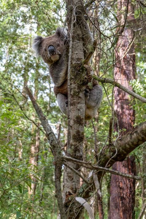 Koala Bear Climbing a Tree in Forest. Stock Image - Image of nature ...