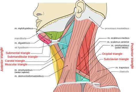 Cynical Anatomy : Triangles of the Neck NB the scalene muscles in...