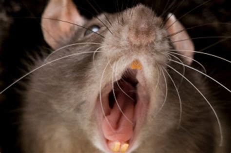 Scottish mutant ginger rats invade England with mass infestation ...