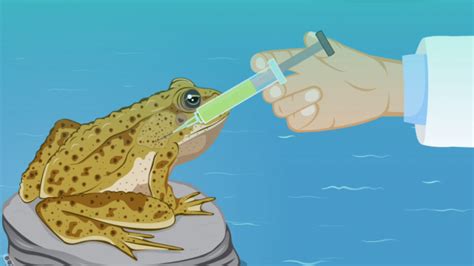 Cane toad's own toxins being used to fight back against pest | Seqwater