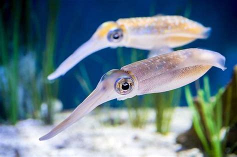 Bigfin reef squid | Animals | Monterey Bay Aquarium