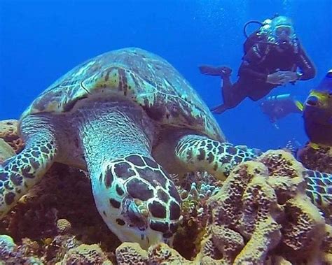 THE 15 BEST Things to Do in Cozumel (Updated 2024)