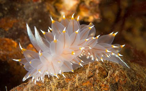 51 Sea Slugs That Prove Aliens Already Live On Planet Earth | Bored Panda