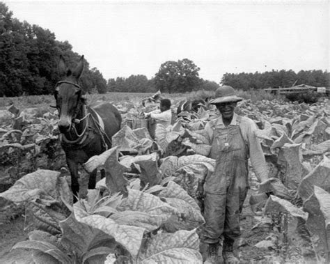 Fact Friday 388 - Charlotte's Tobacco Farming History – 704 Shop