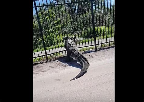 Huge Alligator Easily Bends Metal Fence and Climbs Through