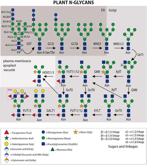 Frontiers | Cracking the “Sugar Code”: A Snapshot of N- and O ...