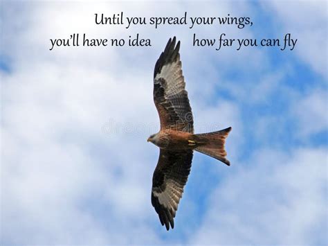 Spread Your Wings and Fly - Inspirational Quote Napoleon Stock Photo ...