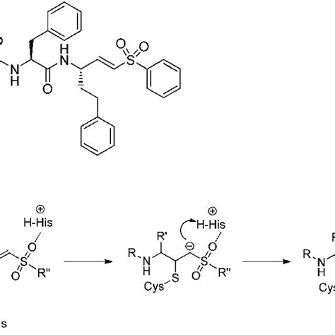 (a) Molecular structure of the vinyl sulfone K11777 and (b) reaction ...