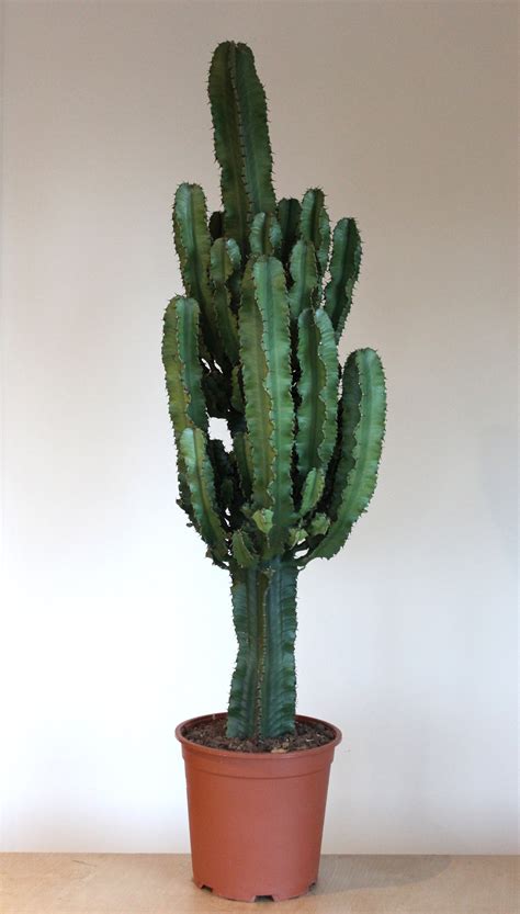 Euphorbia cactus – St Kew Farmshop