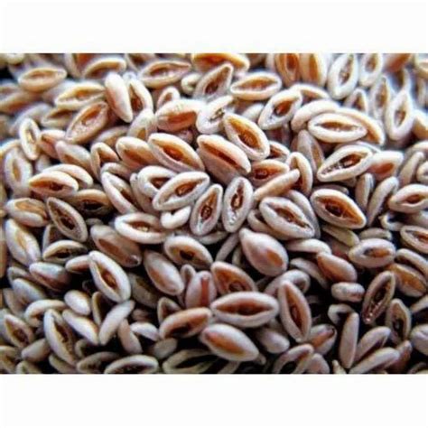 Dried Blonde Isabgol Seed, For Food Processing, Packaging Size: Loose ...