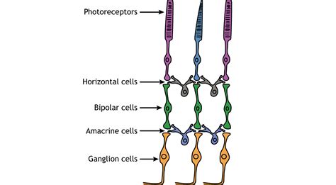 Vision: The Retina – Foundations of Neuroscience