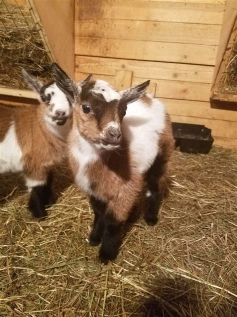 After the Kidding - Baby Goat Care — Lone Feather Farm