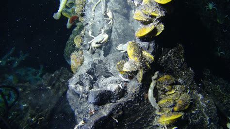 A new bacterial species from a hydrothermal vent throws light on their ...