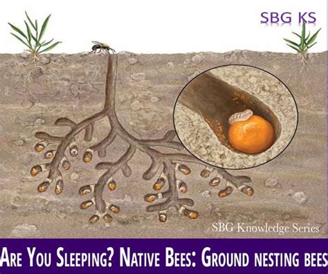 Are You Sleeping? Ground Nesting Bees - Snetsinger Butterfly Garden