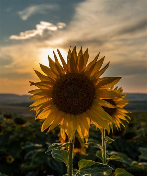 Sonnenblumen im Sonnenuntergang | Wagrati