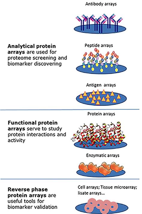 Protein arrays - Innopsys