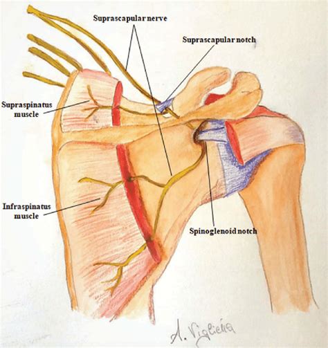 Suprascapular Nerve And Spinoglenoid Notch Shoulder Anatomy Anatomy ...