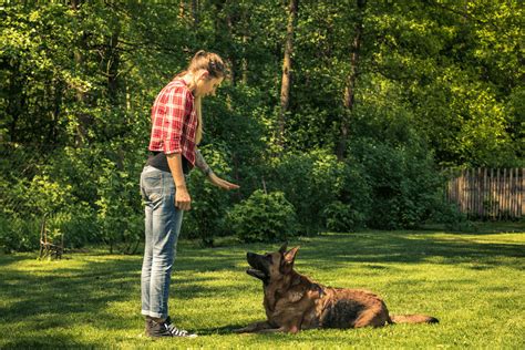 How Long Does It Take To Become A Dog Trainer?