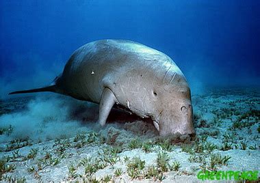 The Life Of A Dugong: Adaptations